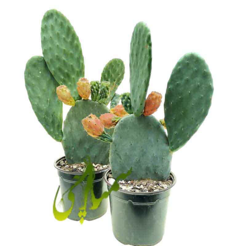 اپونتیا (Opuntia ficus-indica)